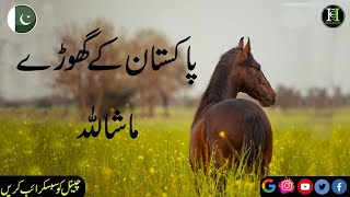 Desi Breed Horse of Pakistan | Chal baz Ghorai | Nukra | Chamba | Mushka | Pind da mela | Punjabi