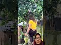 Buah-buahan segar dari pekarangan rumah #trending