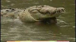 !!CROC AND FISHERMAN, BFF'S IN COSTA RICA!!