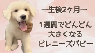 【ピレニーズ・生後2ヶ月】出会ってから1週間。引き取れない間にどんどん大きくなるグレートピレニーズの子犬