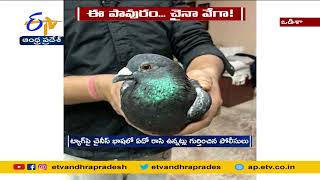 Pigeon With | Chinese Badge Panics | Locals in Odisha's Kansbahal |ఒడిశాలో పావురం కాలికి చైనా ట్యాగ్