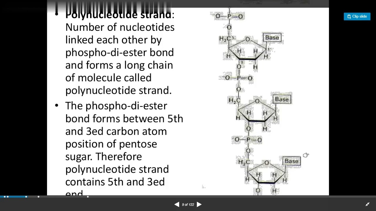 Molecular Basis Of Inheritance NCERT - YouTube