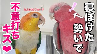 寝ぼけてうっかり妹インコにチューしちゃうオウムが可愛すぎました‥！【モモイロインコ】