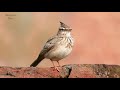 the crested lark galerida cristata singing in the spring