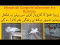 Zebra Finch Complete Information| Snow White zebra finch pair | finches | Zebra finches