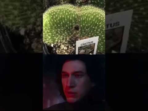 Cactus Youtube