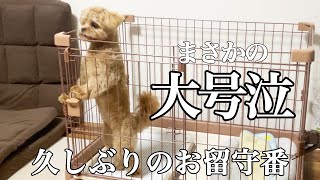 【ペキプー】久しぶりのお留守番を隠し撮りしたら、まさかの大号泣で心が痛みました・・【ミックス犬】