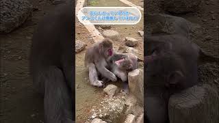 【高尾山さる園】爆睡するアンコくん　【Snow monkey】 #monkey #snowmonkey #japanesemacaque