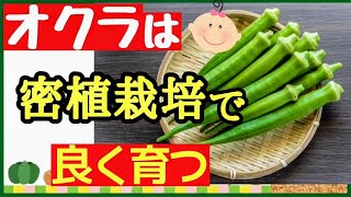 初心者も分かるオクラの育て方・密植栽培！美味しいオクラをたくさん収穫する最強の秘策【家庭菜園・オクラ栽培】