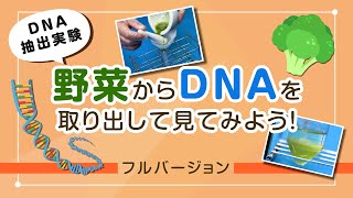 野菜からDNAを取り出して見てみよう！―DNA抽出実験―