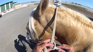 How to tie the rope halter