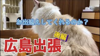 猫とヘイトごはん｜パパ広島出張（後編）