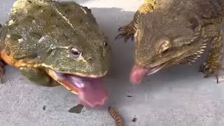 ☆ Frog and lizard！Pleasant feeding. African bullfrog \u0026 bearded dragonカエルとトカゲ愉快な餌やり No edit version .