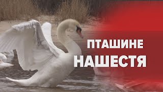 Лебеді-шипуни та червонокнижні птахи оселилися на Дніпрі: як реагують мешканці Черкас