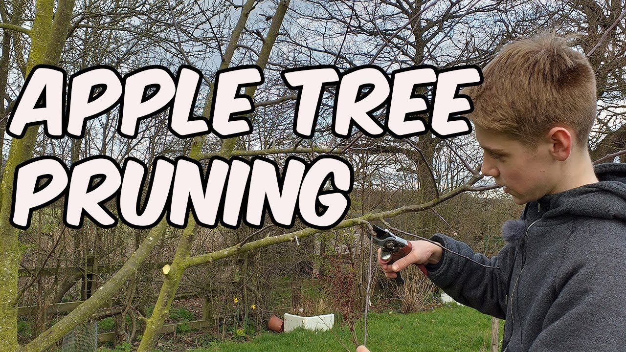 Apple Tree Pruning Youtube