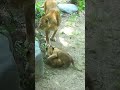 じゃれててゴロンっとなる仔ライオン😂【とべ動物園】