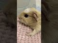 cute 1 day old baby guinea pigs