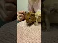 cute 1 day old baby guinea pigs