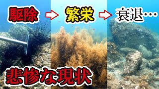 ウニ駆除を４年続けた結果！なぜか海藻が消え危機的状況になりました