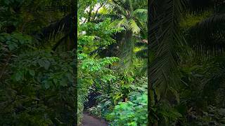 Ho'omaluhia Botanical Garden #hawaii #hiking #oahu