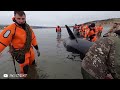 6 Orca Rescues That'll Warm Your Heart