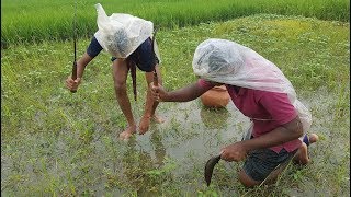 Hand Fishing In Beautiful Rainy Day From Harvest Field- Beauty Of Bengali Village Nature