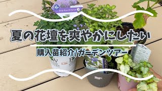 花壇を爽やかに！購入苗の紹介/ガーデンツアー