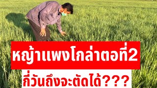 หญ้าแพงโกล่าตอที่2กี่วันตัดได้#หญ้าแพงโกล่า#หญ้าตอที่2#กี่วันตัดได้?#ปลูกหญ้าเลี้ยงวัว#ขายหญ้าไร่ละ