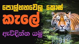 Polgahawela  Nature of Sri Lanka කොස් කැලේ Beautiful Place Travel Celon