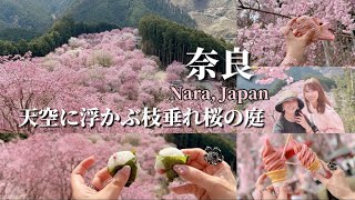 【奈良の隠れ絶景スポット】天空に浮かぶ枝垂れ桜の庭「高見の郷」｜石舞台古墳｜いちご狩り「あすかルビー」