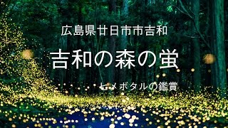 吉和の森でヒメボタルの観測 　（広島県廿日市市吉和 ）