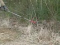 jerry bowman shows how to release a bobcat from a trap