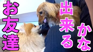 【元保護犬】他の犬が苦手な愛犬を看板犬がいるカフェに連れて行ってみた【カニンヘンダックスえびすの日常】