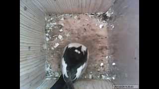 Svartvit flugsnappare inspekterar holk.European pied flycatcher in bird house.