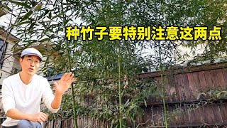 庭院中种植竹子，为什么要特别慎重？主要有两点要考虑！