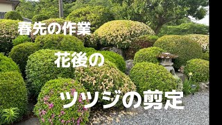 花後のツツジの花摘みと剪定作業出来あがりが楽しみで励みです！