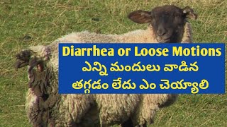 Uncontrolled Diarrhea in Sheep And Goat reasons explained by Weekend Farming YouTube Channel