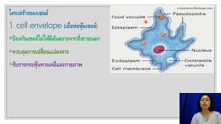 โครงสร้างของโพรโตซัว