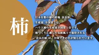 奈良の特産品 「柿」