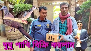 খুলনাতে শিকারী ঘুঘু বিক্রয় করলাম//শিকারী ঘুঘু পাখি বিক্রয় হল//কিভাবে ঘুঘু বিক্রয় করলাম লাইভ দেখো