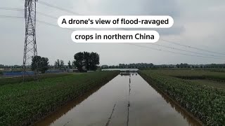 Drone view of flood-ravaged crops in China