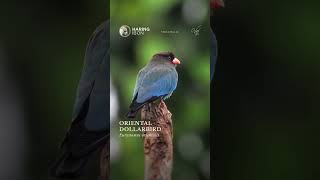 Oriental Dollarbird #philippines #birds #philippinebirds #birdphotography #dollarbird #roller #bird