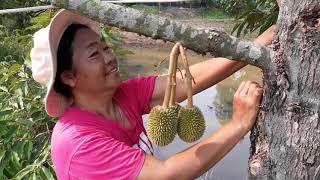 พายุฝนถล่มสวนทุเรียน บ้านโคกกลัน คุ้มหัวช้าง ต.ปราสาททนง อ.ปราสาท จ.สุรินทร์ ลูกอ่อนร่วงเสียหายหนัก