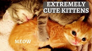 Kitten playing with mama cat tail - mama's reaction to feisty kitten!