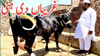 Garebo De Hatti | Jersey Holstein Friesian Cholistani Cross Cow || Global Village Farming