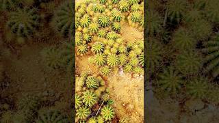 The beauty of Cactus plant s 🌵🌵🌵✅ #youtube #shorts #shortvideo