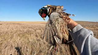 Pheasant Hunting Tactic - South Dakota Public Land - 2025