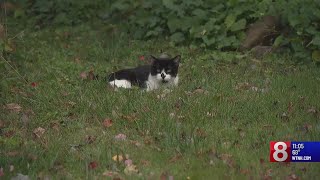 North Haven Animal Control to trap \u0026 euthanize feral cats