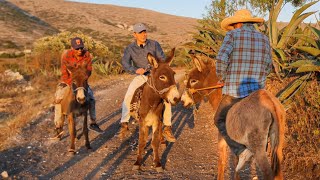 Así se Monta un BURRO - Carreras de burros