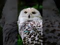 The Secret World of Owls: 3 Amazing Facts to Uncover